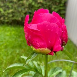 Meet your Posher, Nelsa